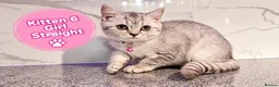 Scottish Fold cats for sale: 🐾 Beautiful Scottish Fold & Scottish Straight🐾 - Advert 13