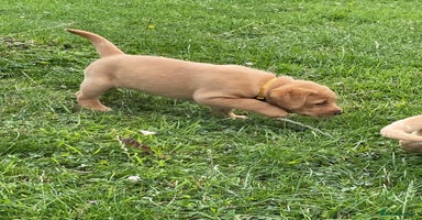 Labrador Retriever dogs - Advert 14