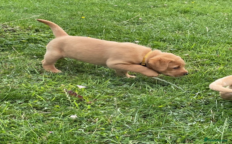 Labrador Retriever dogs - Advert 11