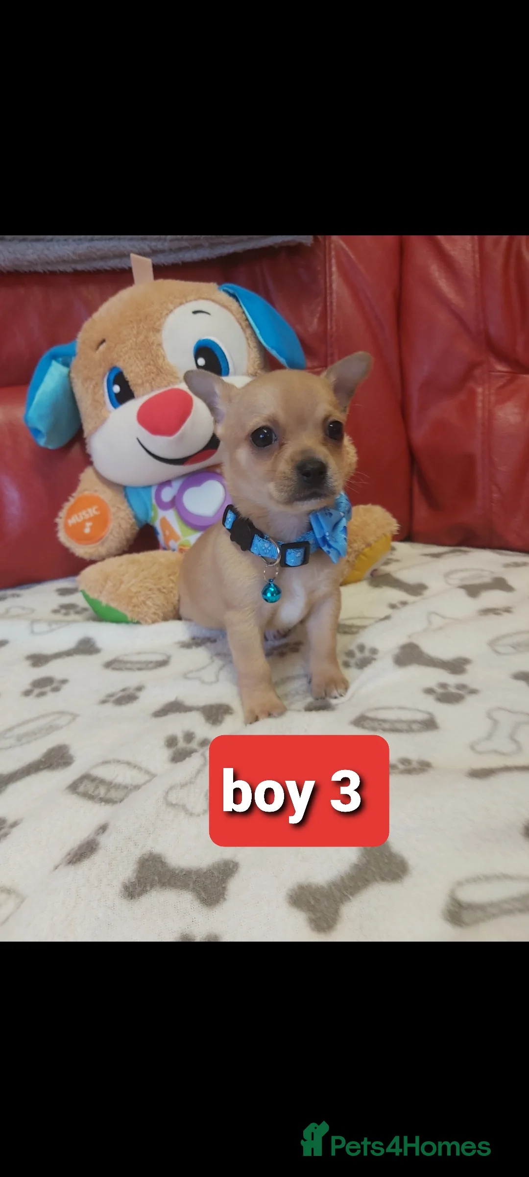 Chihuahua dogs for sale: Chihuahua pups - Advert 7