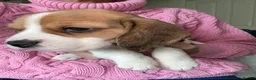 Beagle dogs for sale: KC Reg Pure Pedigree champ Beagle  - Advert 17