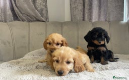 Cockapoo dogs for sale: Beautiful F1 cockapoos ready now  - Image 9
