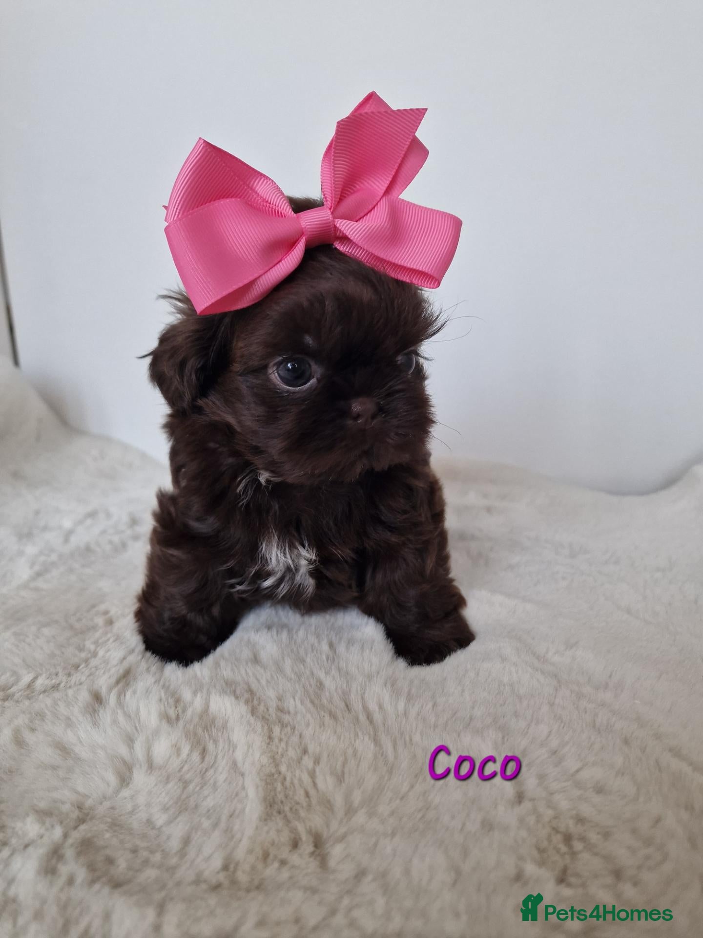 Shih Tzu dogs Chocolate Imperial Shih Tzu Grils  - Advert 2