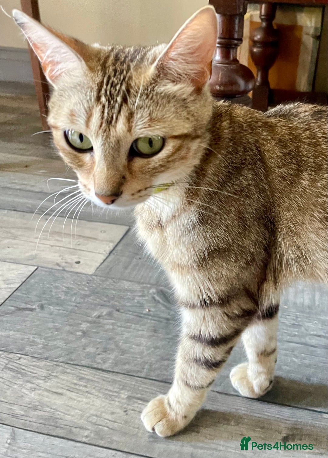 Bengal cats for sale: Part Snow Bengal Kitten - Image 14