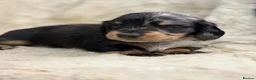 Miniature Dachshund dogs for sale: Stunning mini long haired dachshund puppies - Advert 9
