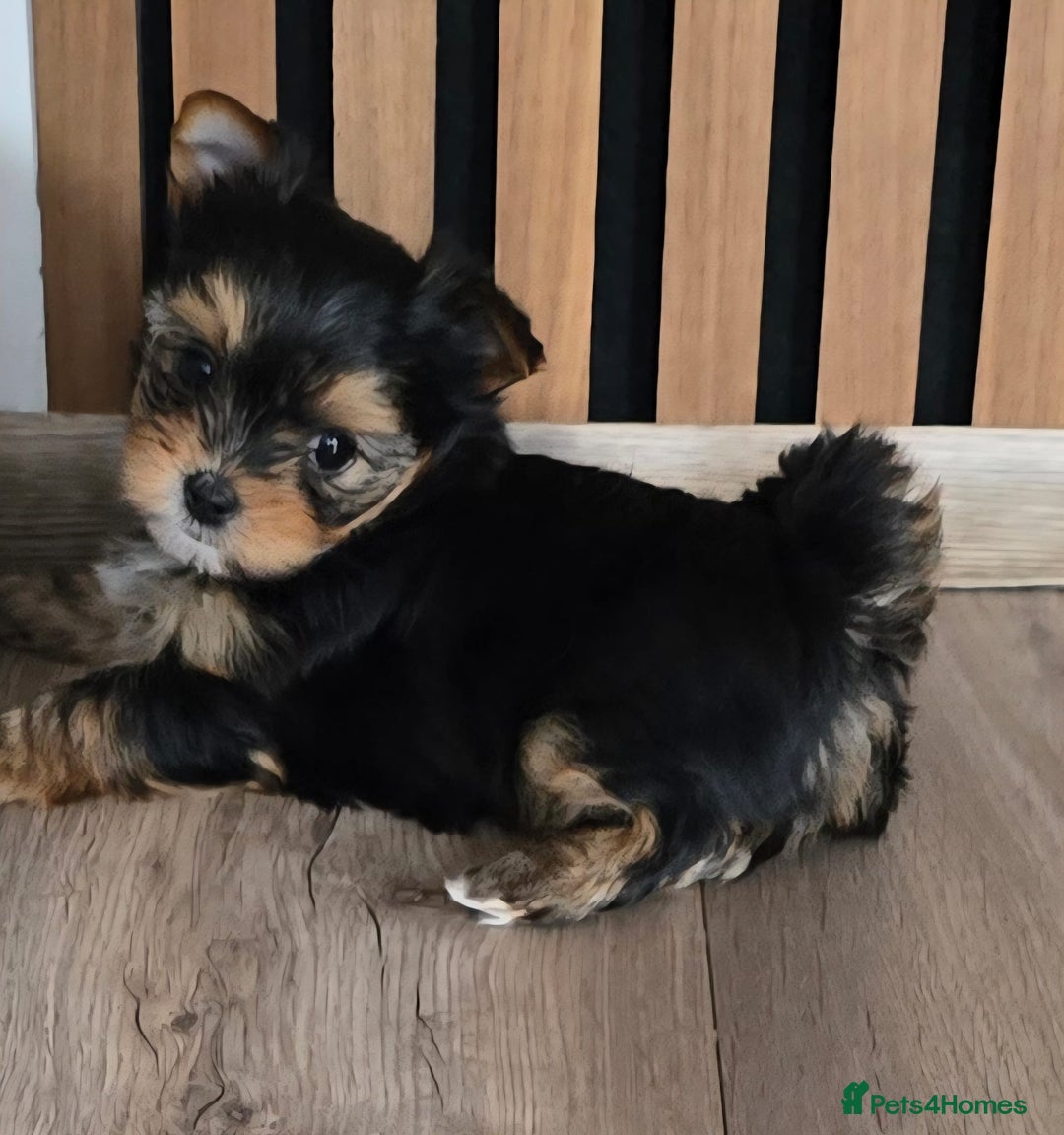 Yorkshire Terrier dogs for sale: Miniature Yorkshire Terrier Puppies - Image 9