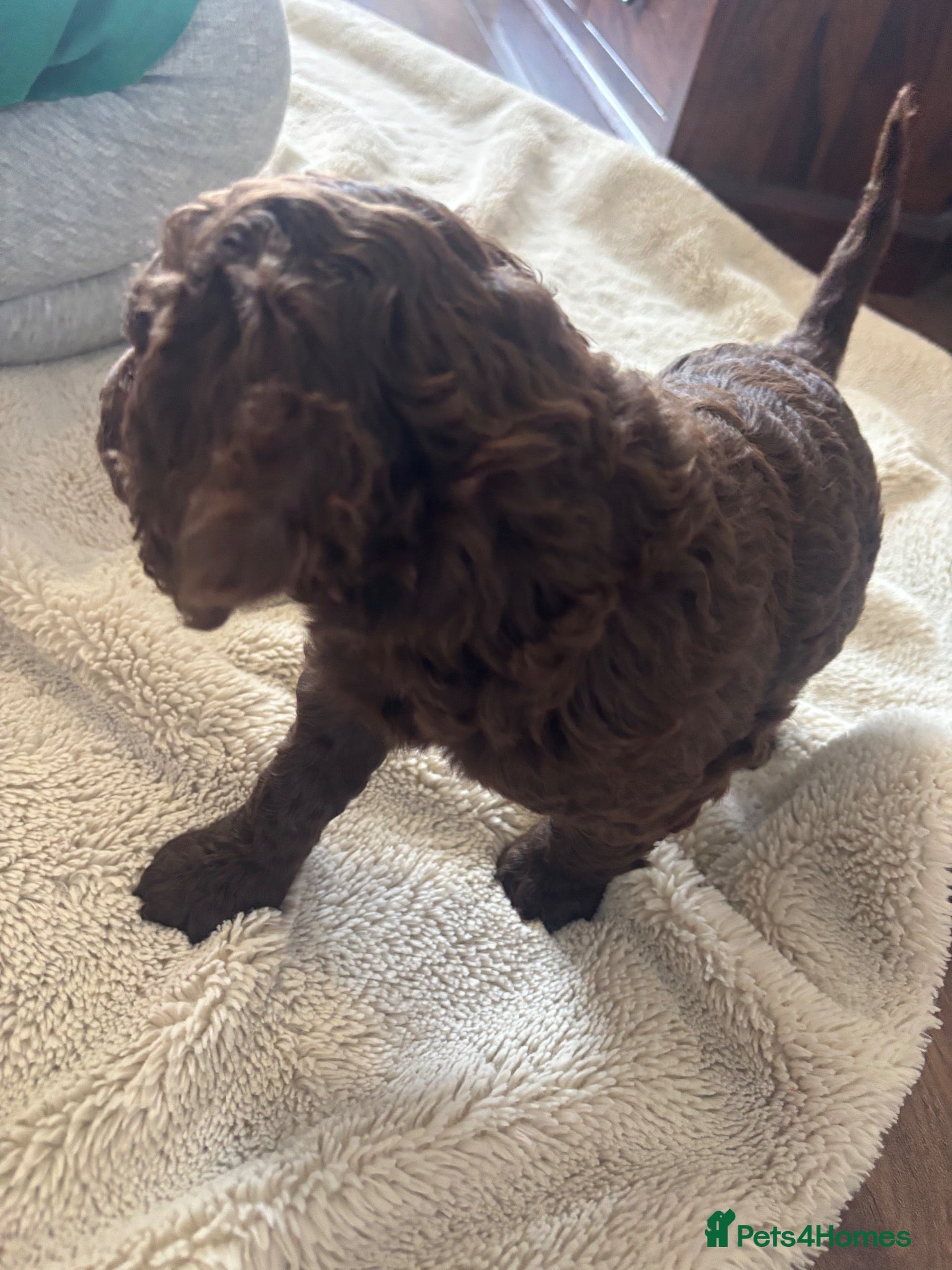 Cockapoo dogs 2 Beautiful boys left!  - Advert 2