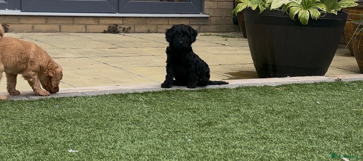 Cavapoo dogs Cute little cavas looking for their forever home!  - Advert 4
