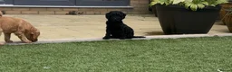 Cavapoo dogs for sale: Little Romeo looking for his Juliet!  - Advert 12