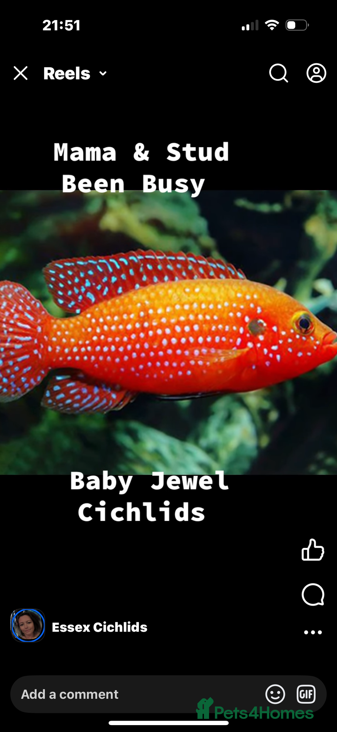 Cichlids fish for sale: Jewel Cichlids - Advert 2