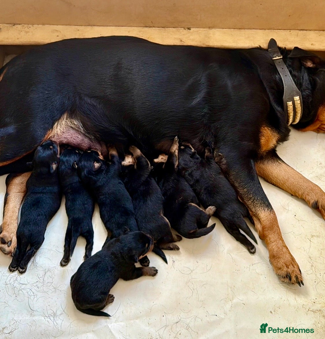 Rottweiler dogs Stunning KC Rottweiler Pups for sale Essex £1500  - Advert 1