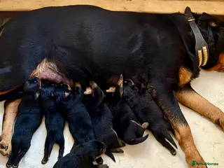 Rottweiler dogs Beautiful KC Rottweiler Pups for sale Essex £1500 - Advert 1