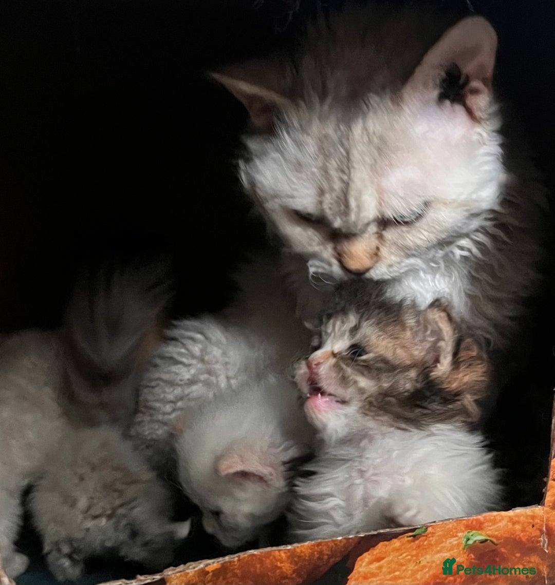 Selkirk Rex cats for sale: Stunning Selkirk rex kittens - Advert 9