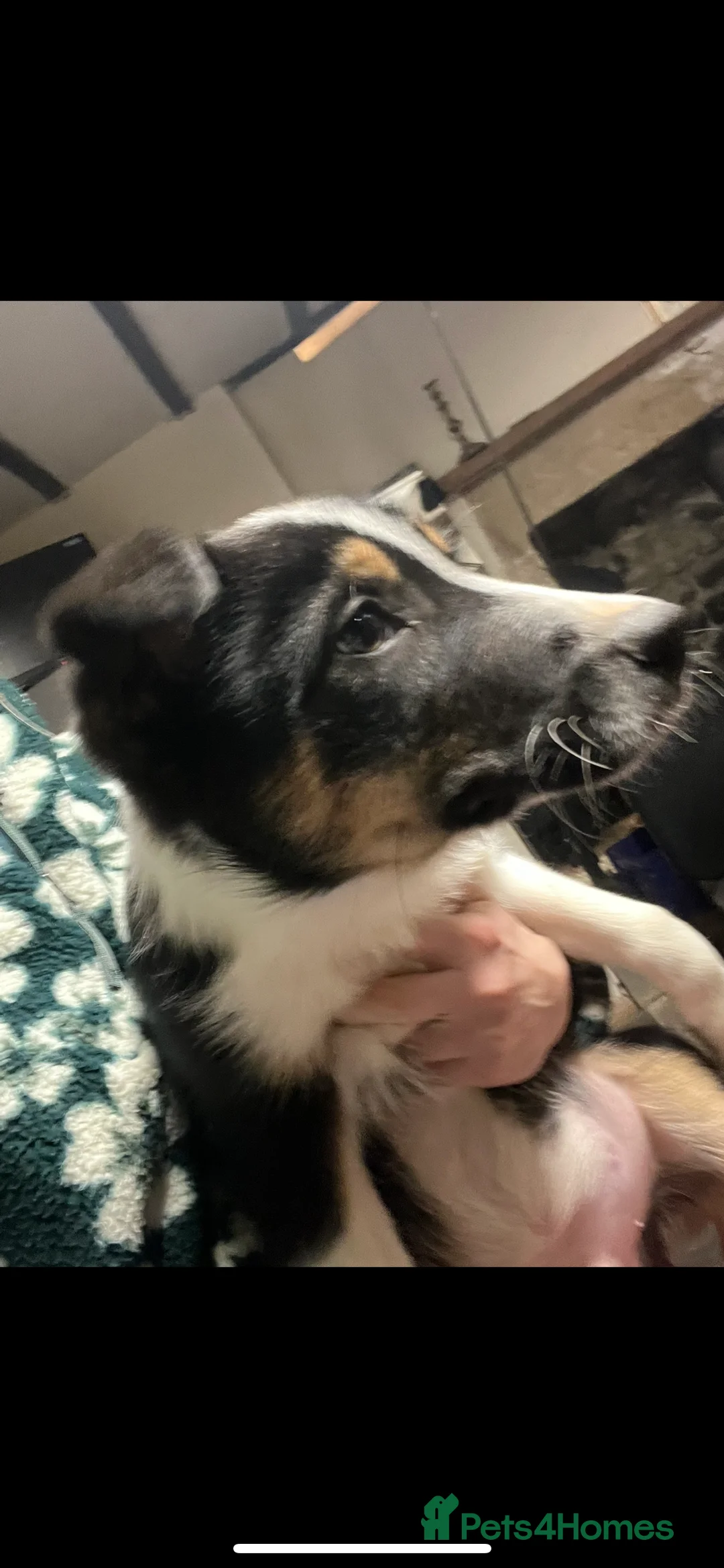 Border Collie dogs for sale: Ted! - Proven Working Border Collie Puppy! - Advert 2