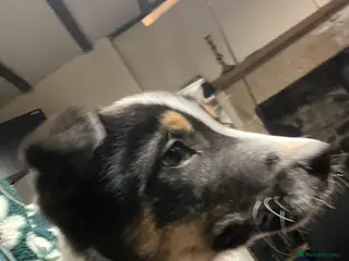 Border Collie dogs Ted! - Proven Working Border Collie Puppy! - Advert 16