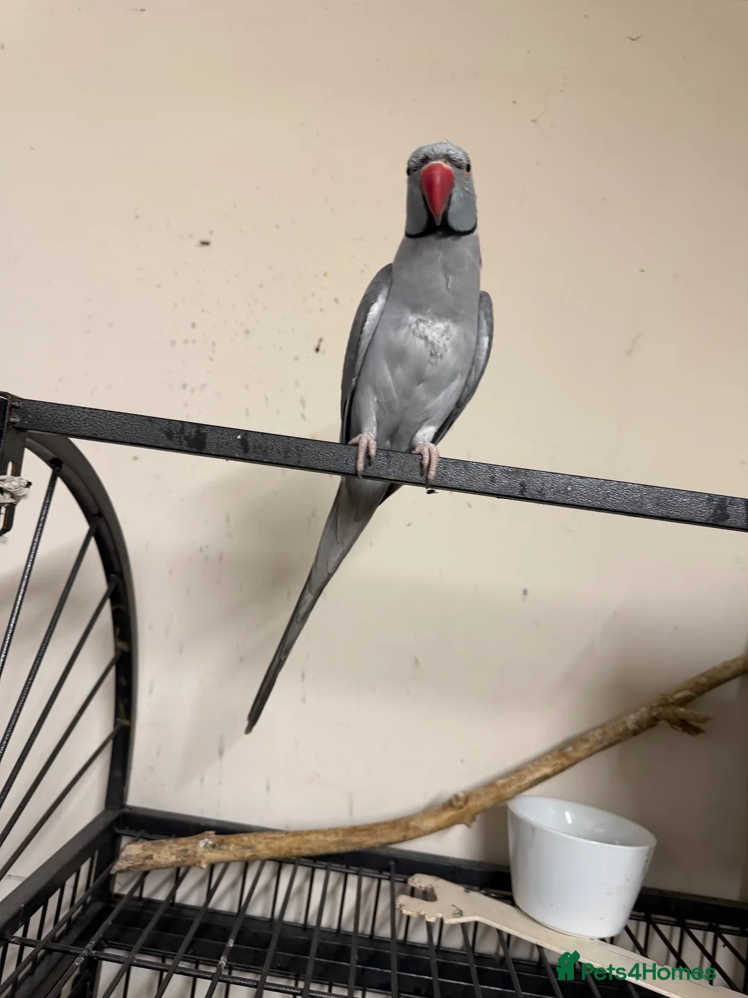 Ringnecks birds for sale: Ringnick for sale - Advert 1