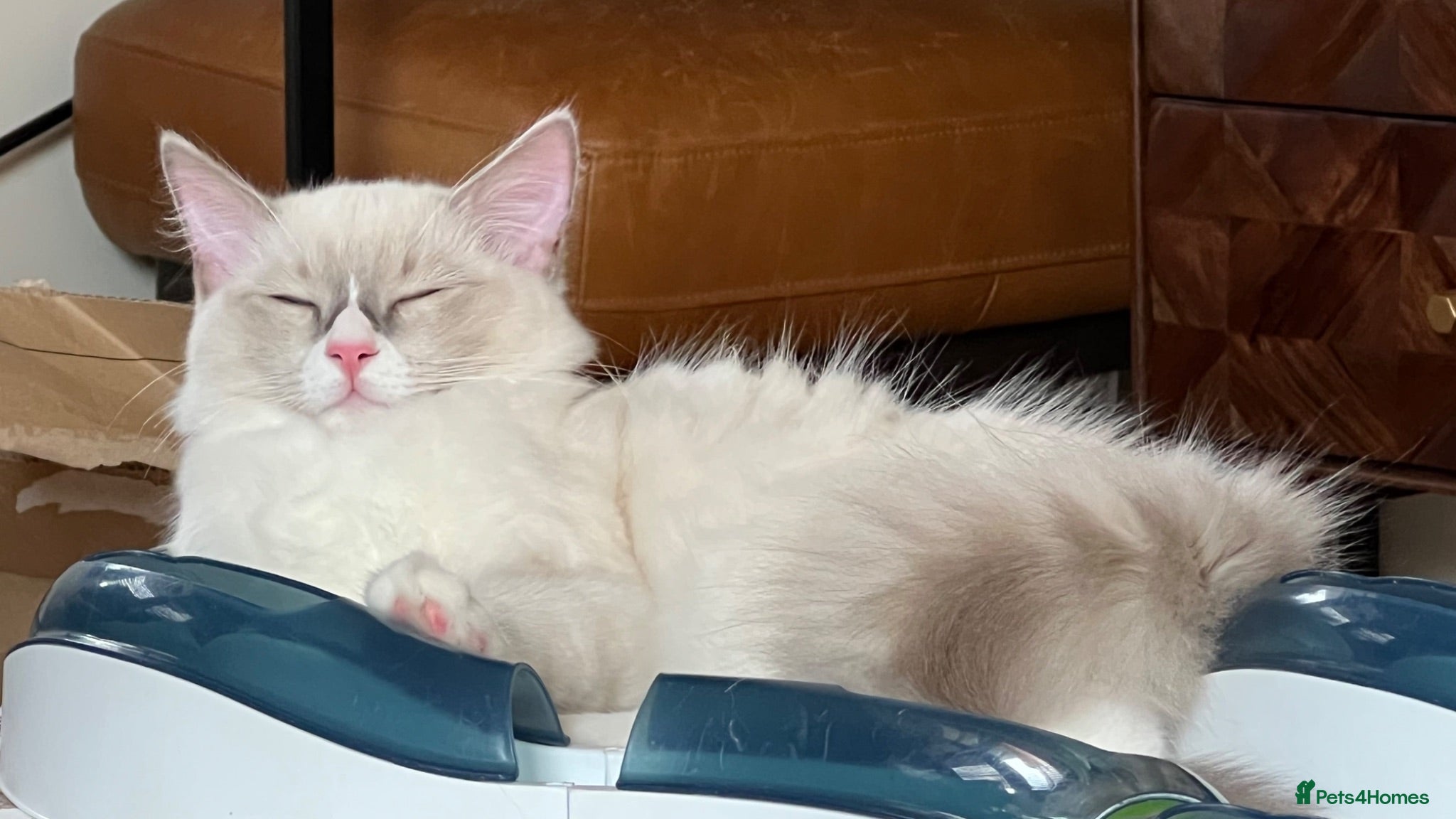 Ragdoll cats 🐈Pedigree Ragdoll Champion line 🏆 GCCF kitten - Advert 1