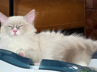 Ragdoll cats 🐈Pedigree Ragdoll Champion line 🏆 GCCF kitten - Advert 1