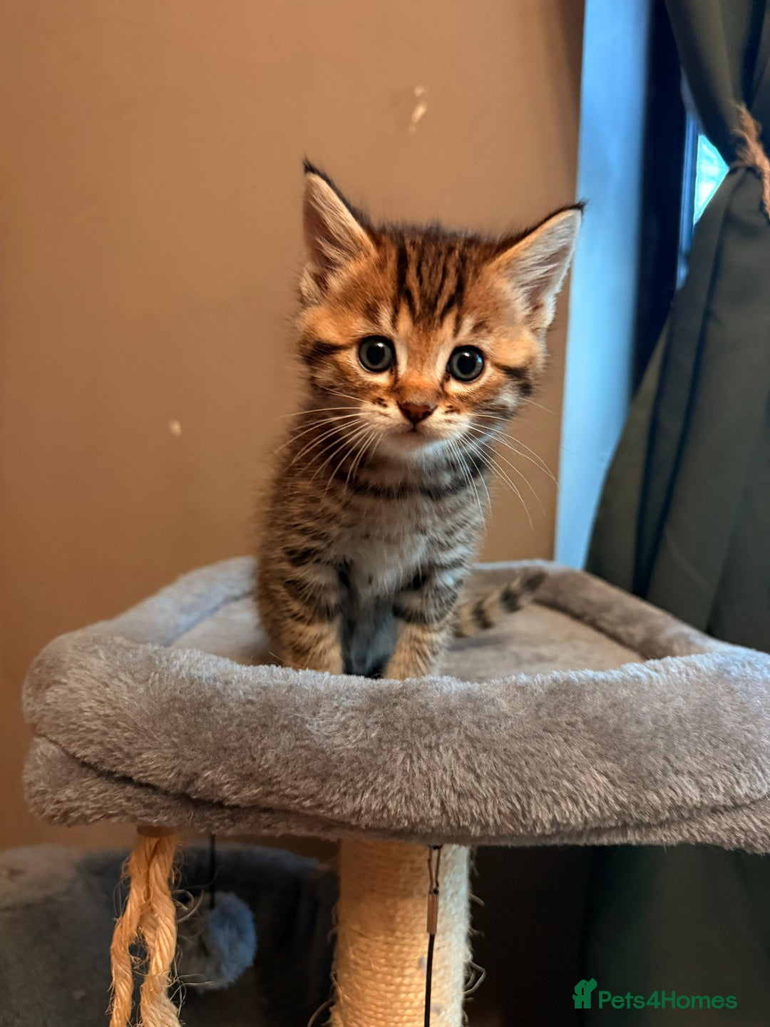 Mixed Breed cats for sale: Beautiful Ragdoll Bengal Cross Kittens - Advert 31