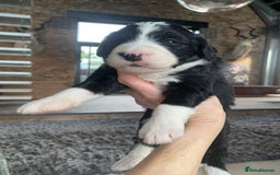 Bernedoodle dogs for sale: F1 Standard Bernedoodle Puppies LN8 - Image 8