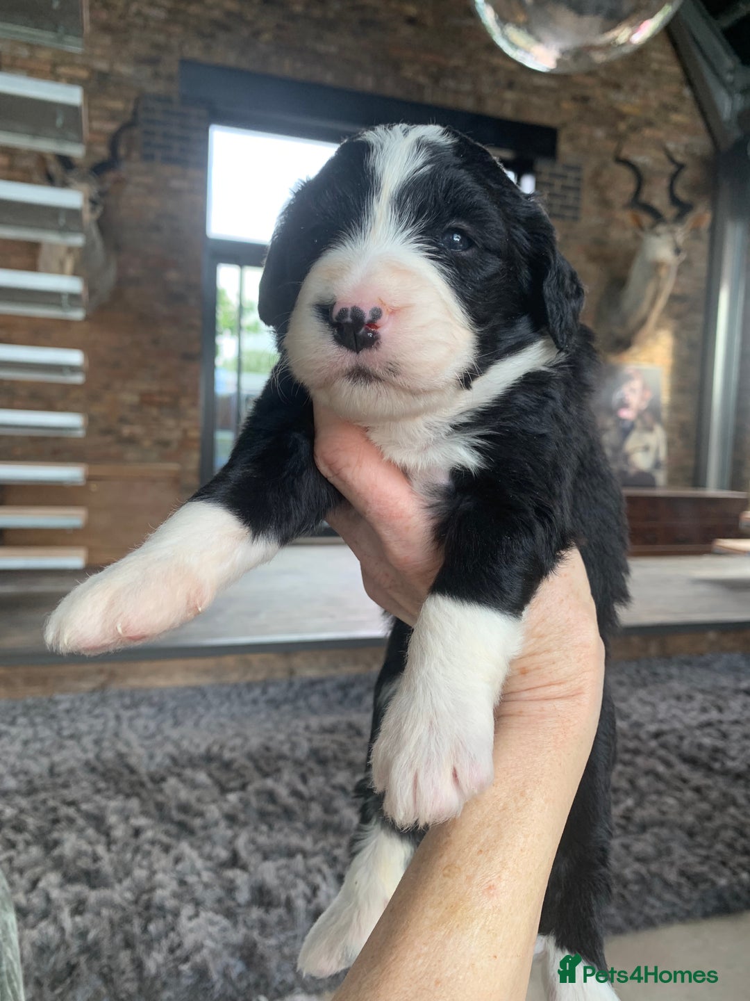Bernedoodle dogs for sale: F1 Standard Bernedoodle Puppies LN8 - Image 8