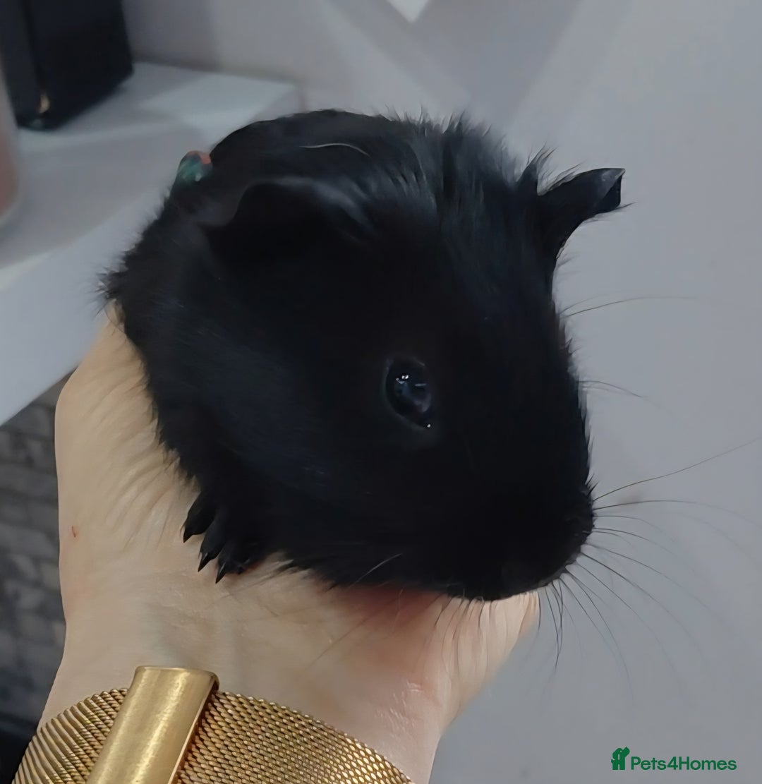 Guinea Pig rodents for sale: 3 male baby piggies for sale - Advert 6