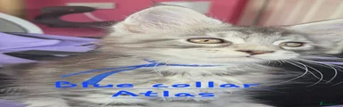 Maine Coon 4