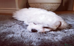 Bichon Frise dogs for sale: 🐶 Pure Bichon Frise Puppies for Sale! 🐶 - Image 16