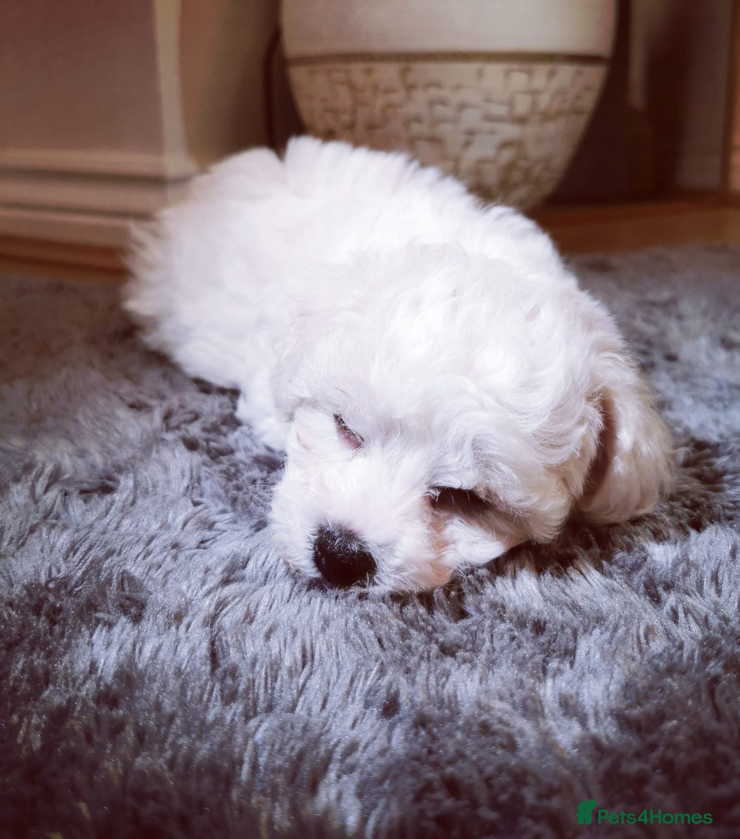 Bichon Frise dogs for sale: 🐶 Pure Bichon Frise Puppies for Sale! 🐶 - Image 16