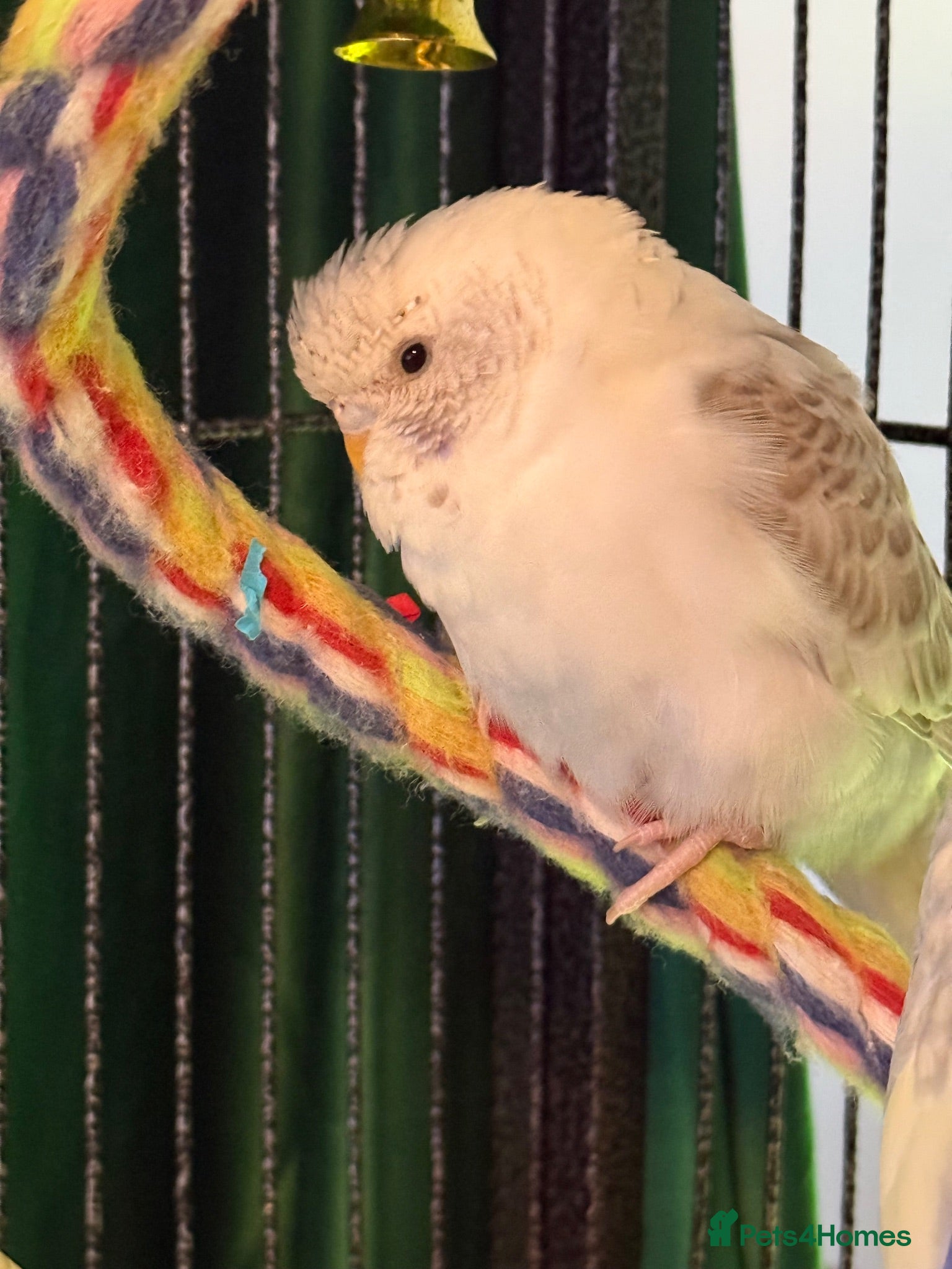 Budgerigars birds Budgies baby budgies available  Wa7  area   - Advert 2