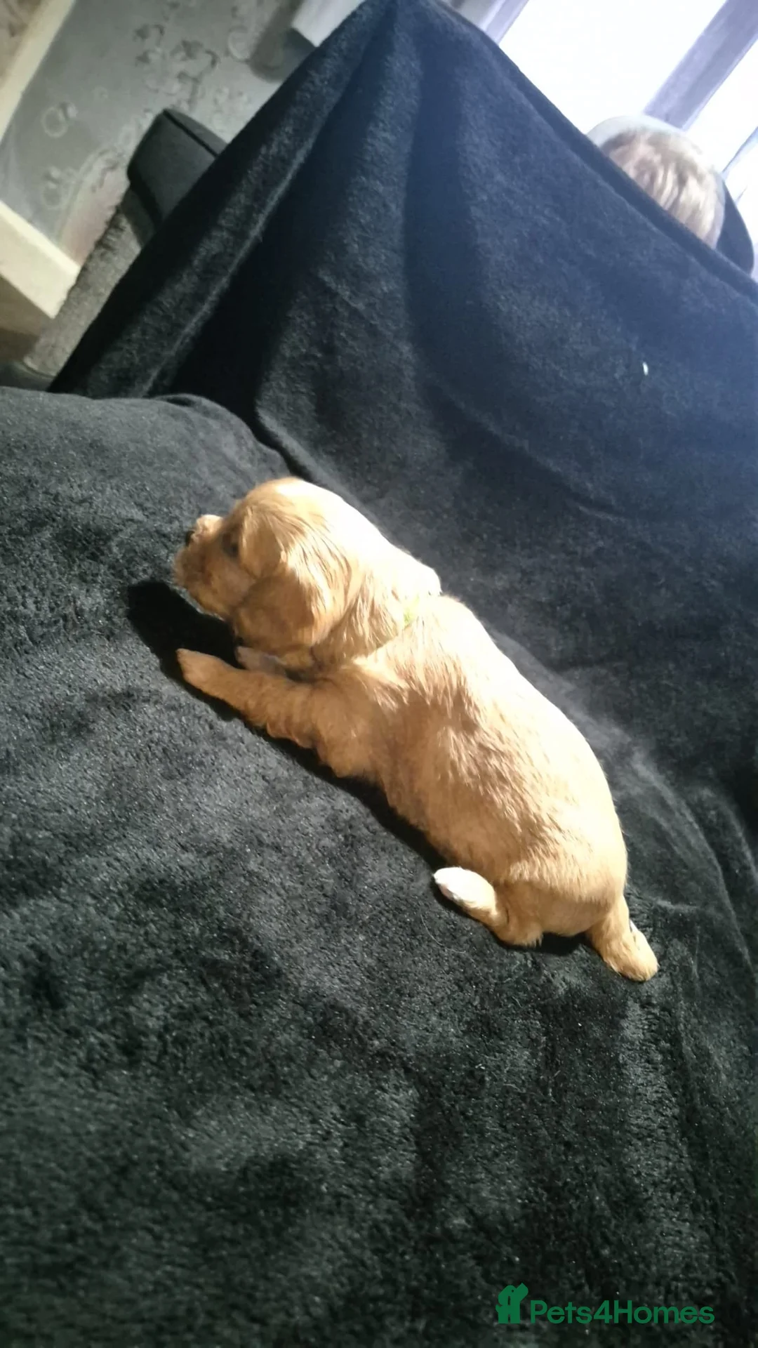 Mixed Breed dogs for sale: Cava tzu puppies - Advert 23