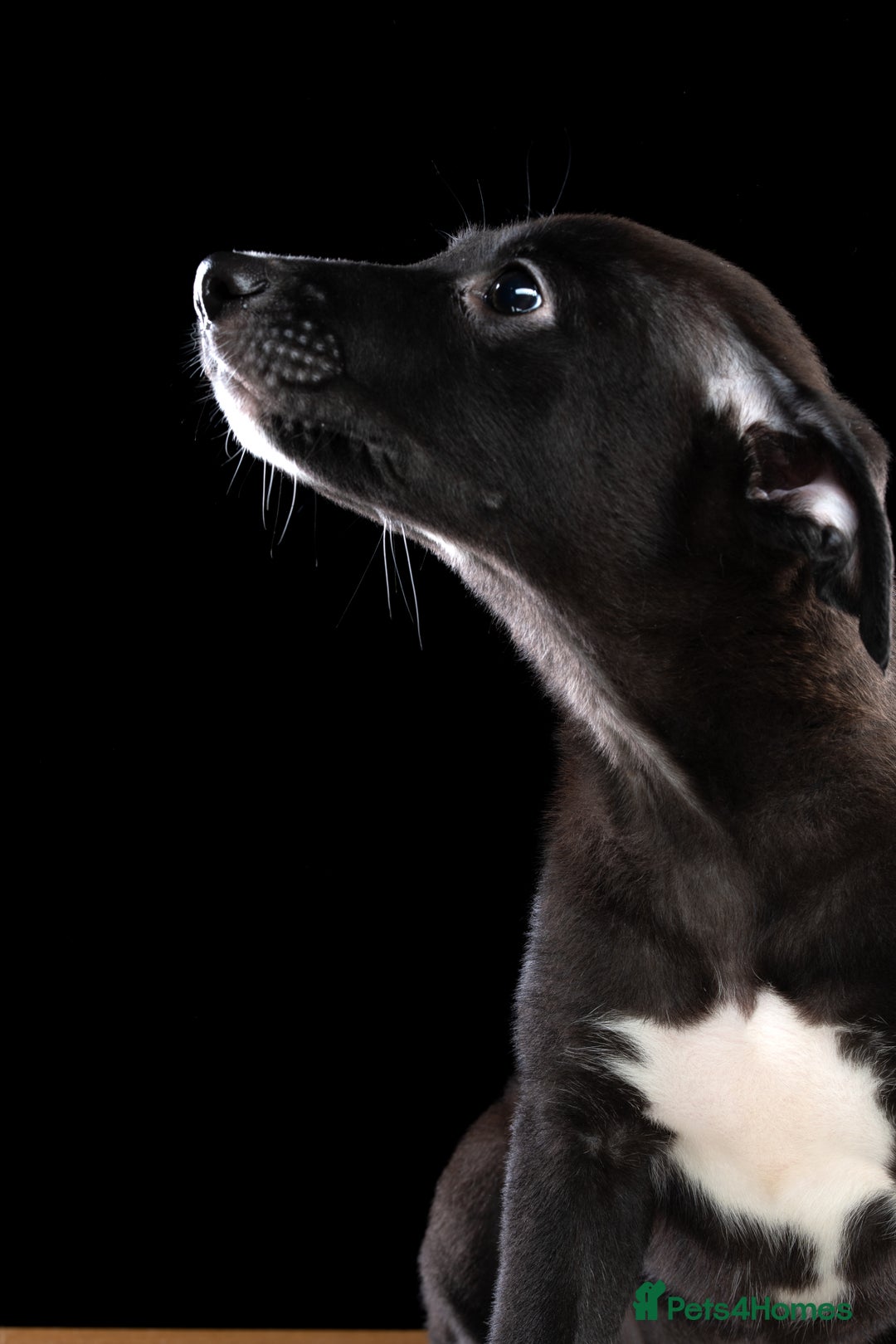 Lurcher dogs for sale: Lurcher Puppies for Sale - Advert 8