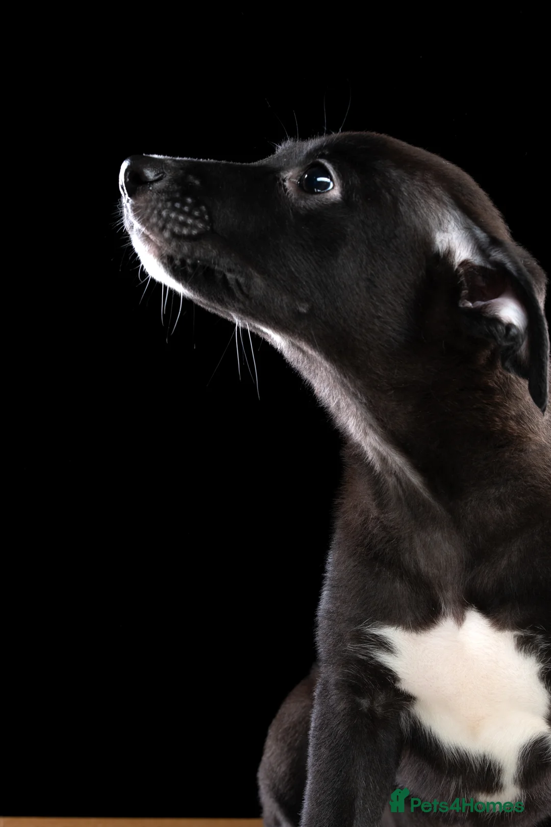 Lurcher dogs for sale: Lurcher Puppies for Sale - Advert 7