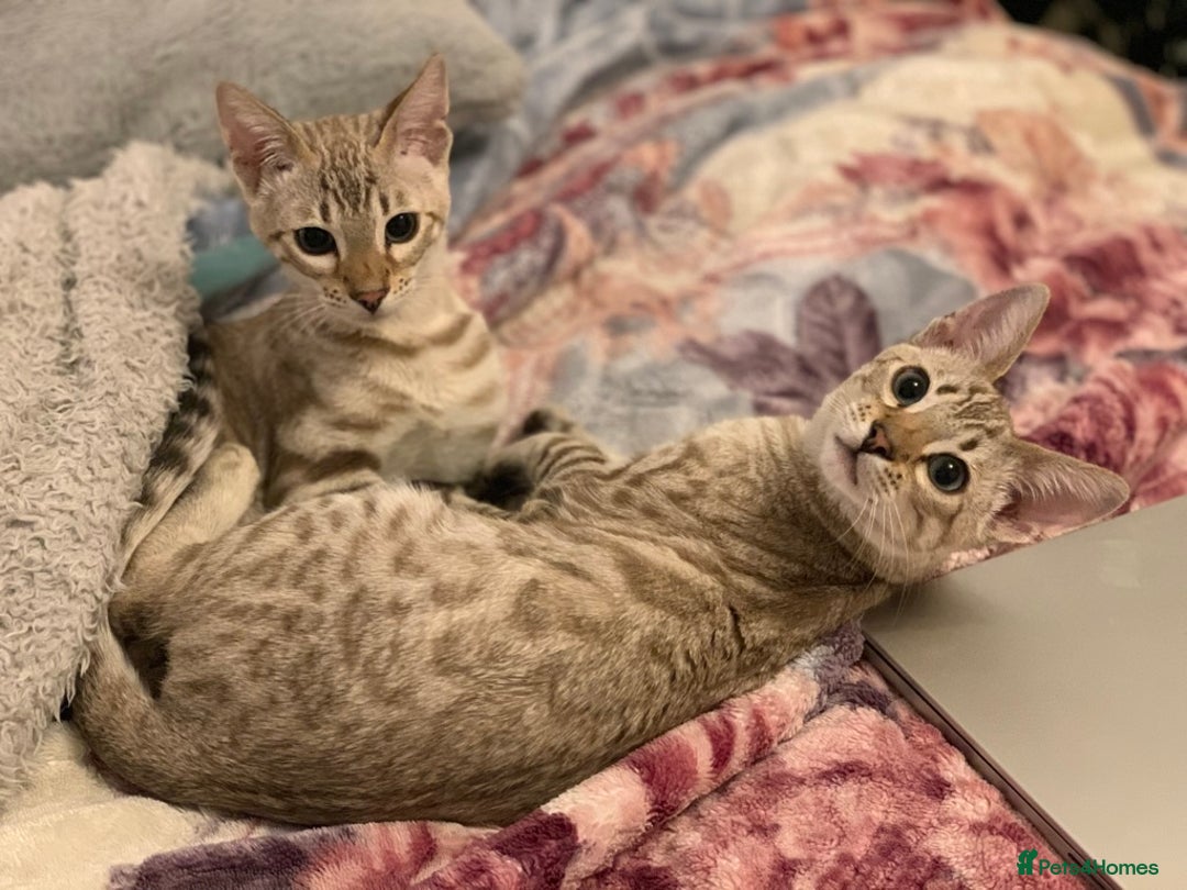 Bengal cats for sale: Bonded Snow Bengals – Experienced, Pet-Free Home - Advert 6