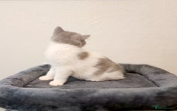 British Shorthair cats for sale: Gorgeous Blue Bicolour British Shorthair Male - Image 4