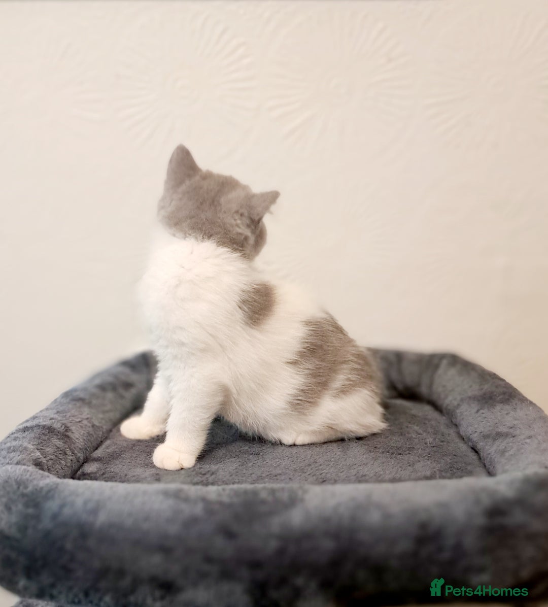British Shorthair cats for sale: Gorgeous Blue Bicolour British Shorthair Male - Image 4