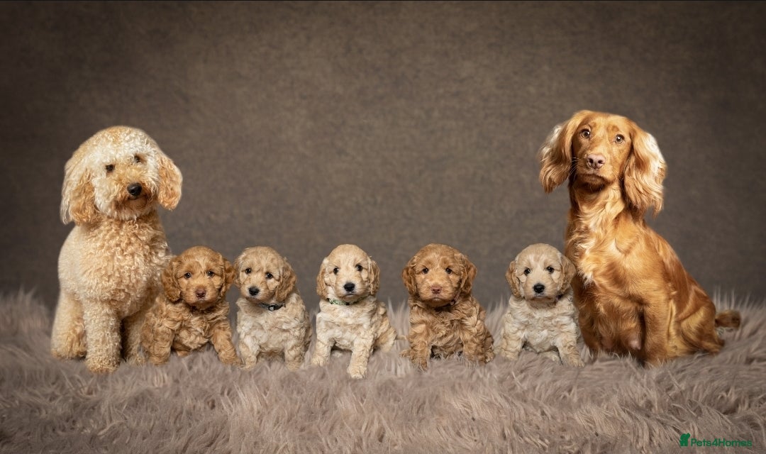 Cockapoo dogs Beautiful F1 Cockapoo Puppies  - Advert 2