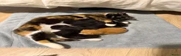 Mixed Breed cats for sale: 3 kittens for sale  - Advert 11