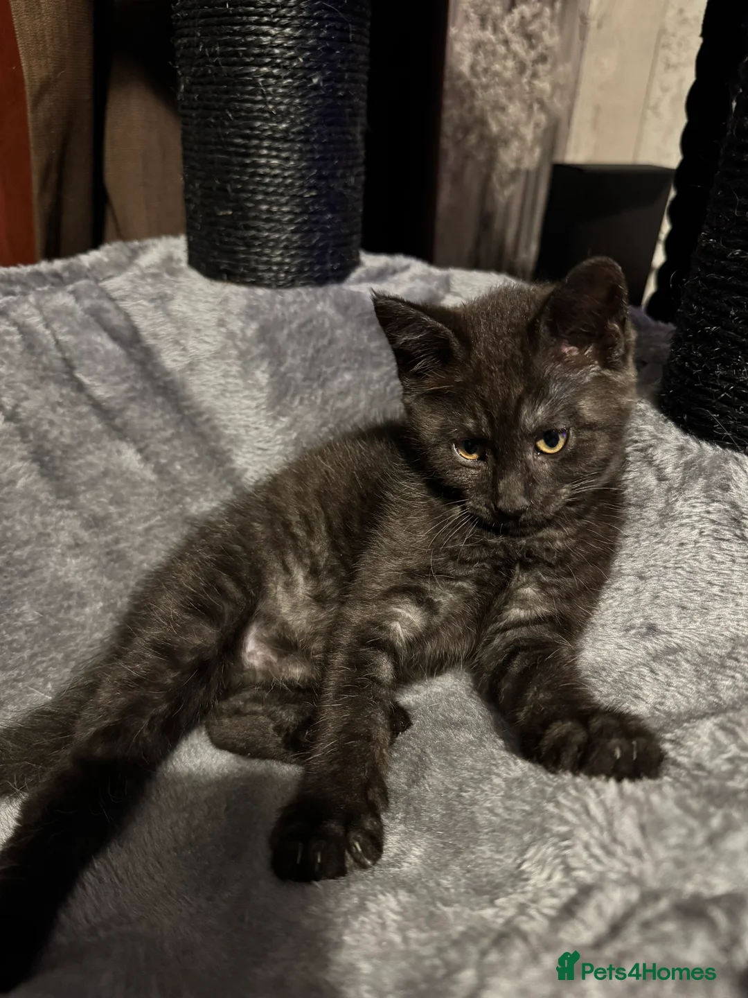 Mixed Breed cats for sale: British short hair cross maine coon  - Advert 5