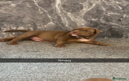 American Bully dogs for sale: Stunning pocket bullie’s  - Image 11