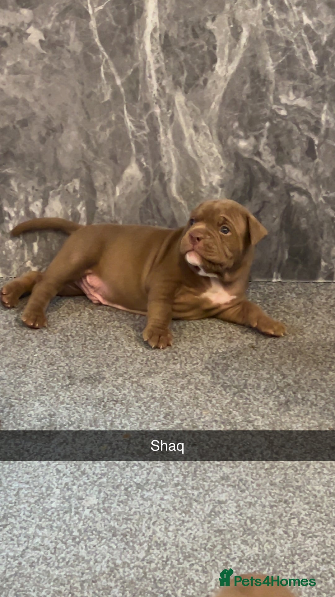 American Bully dogs for sale: Stunning pocket bullie’s  - Image 11