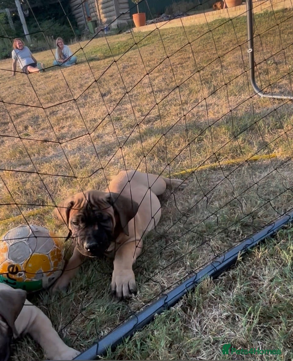 Boerboel dogs Dee Bradbury - Advert 2