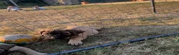 Boerboel dogs for sale: Dee Bradbury - Advert 8