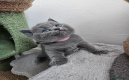 British Shorthair cats for sale: Gccf British Shorthair kittens  - Image 12