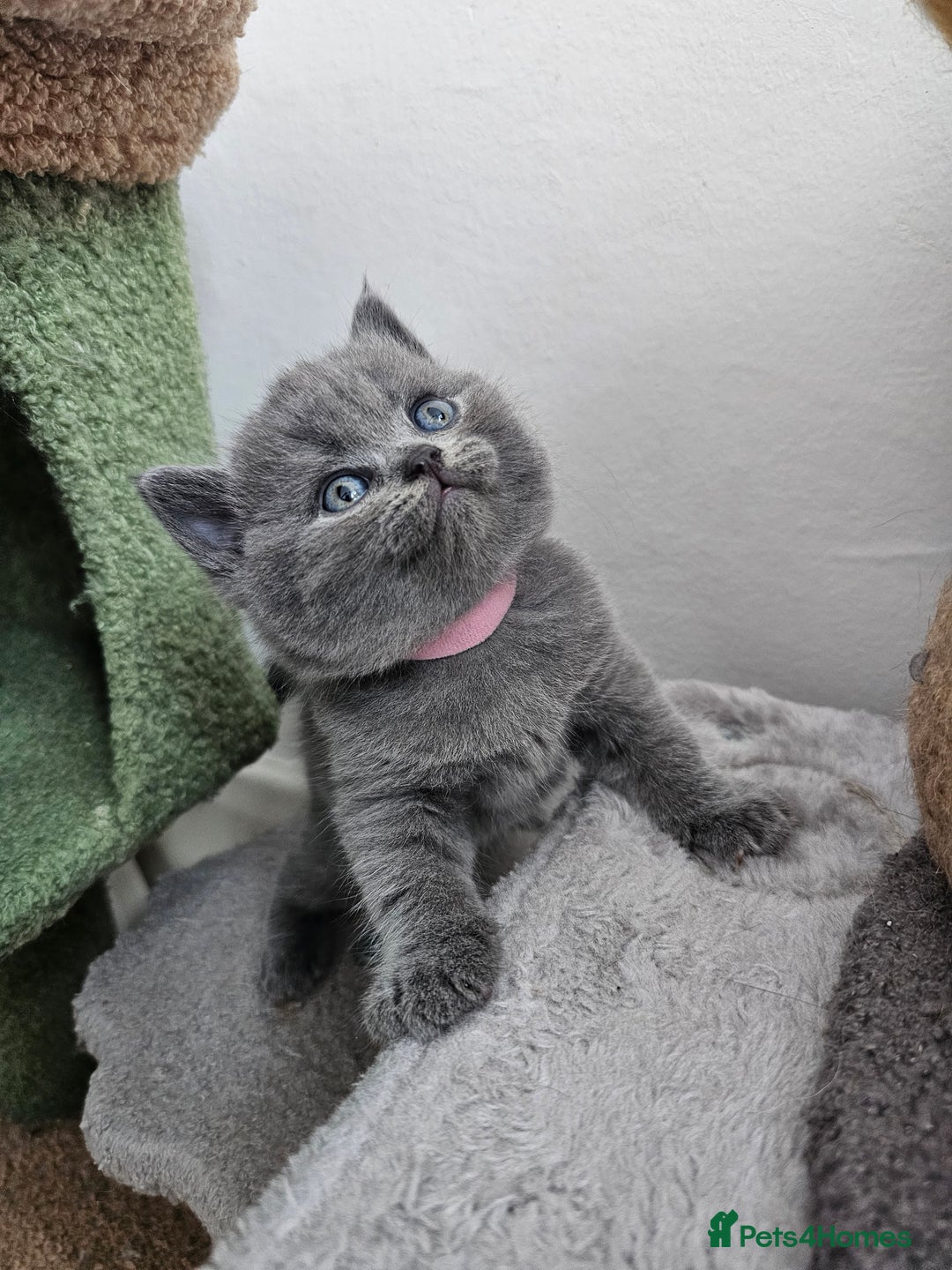 British Shorthair cats for sale: Gccf British Shorthair kittens  - Image 12