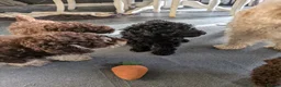 Labradoodle dogs for sale: 🐾Quality F1BB Mini Labradoodle Pups🐾  - Advert 5