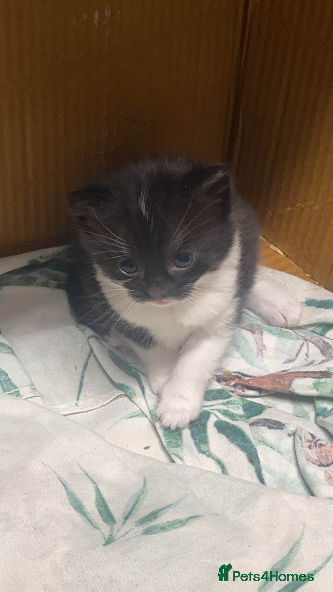 Mixed Breed cats for sale: 2 male kittens  - Advert 10