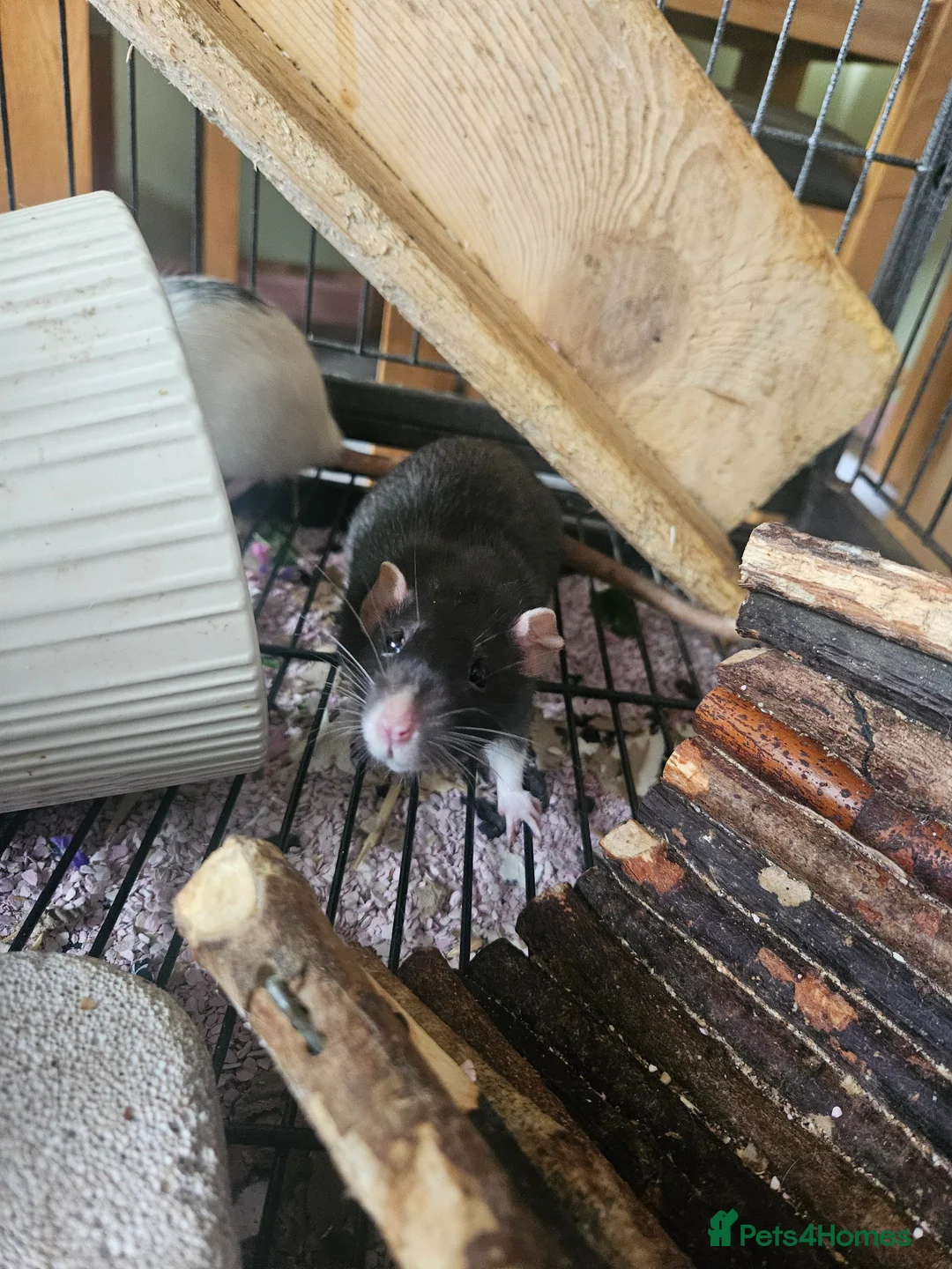 Rat rodents for sale: 4 female rats for adoption  - Advert 2