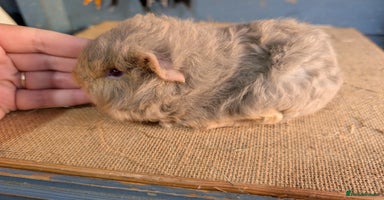Guinea Pig rodents - Advert 14