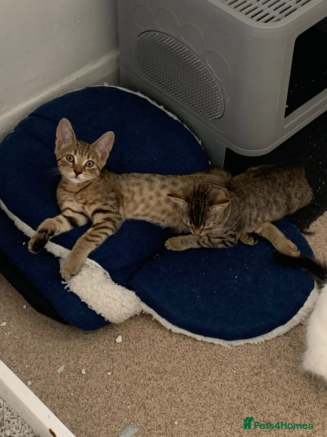 Bengal cats for sale: Bengals  - Advert 1